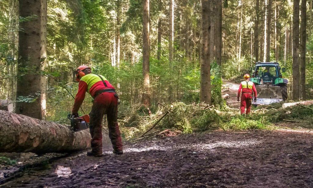 Forstbetriebsarbeiten und Betreuung durch die FBG Oberallgäu