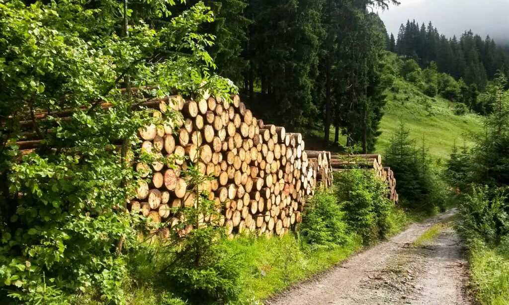 Holzvermarktung im Oberallgäu